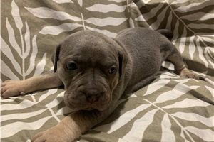 Abel - American Bully for sale