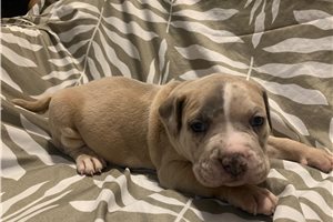 Anthony - American Bully for sale