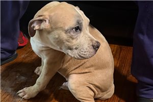 Anthony - American Bully for sale