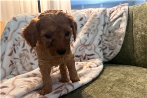 Jazz - Goldendoodle, Mini for sale
