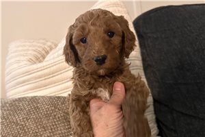 Sawyer - Goldendoodle, Mini for sale
