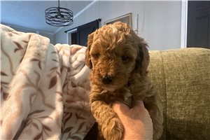 Finnegan - Goldendoodle, Mini for sale