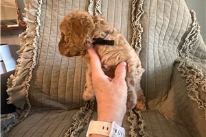 Tanner - Goldendoodle, Mini for sale