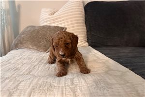 Beau - Goldendoodle, Mini for sale