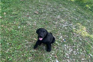 Clove - Labrador Retriever for sale