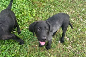 Tatortot - Labrador Retriever for sale