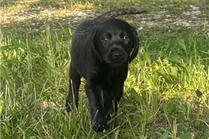 Stormie - puppy for sale
