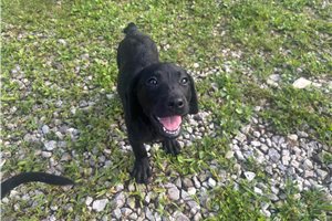 Rexy - Labrador Retriever for sale