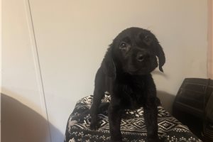 Rexy - Labrador Retriever for sale