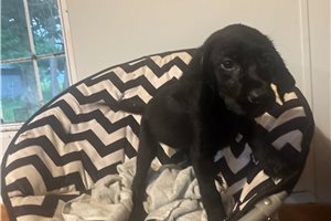 Bailer - Labrador Retriever for sale