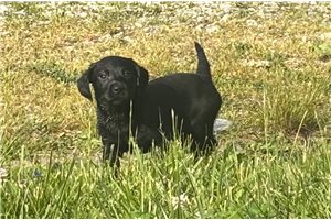 Clove - puppy for sale