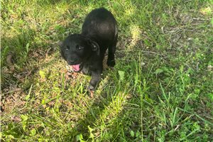 Rexy - puppy for sale