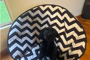 Rangler - Labrador Retriever for sale