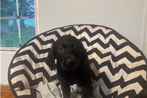 Clove - Labrador Retriever for sale