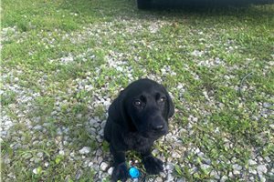 Clove - Labrador Retriever for sale