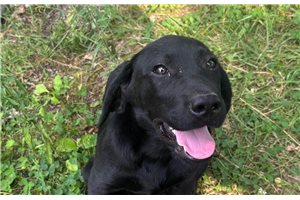 Bailer - Labrador Retriever for sale