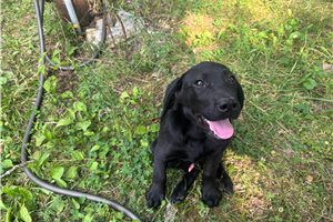 Bailer - Labrador Retriever for sale