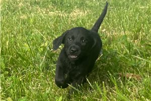 Rangler - puppy for sale