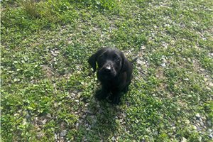 Bailer - Labrador Retriever for sale