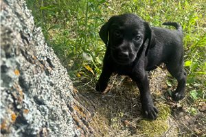 Bailer - Labrador Retriever for sale