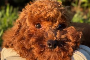 Freddie - Toy Poodle for sale