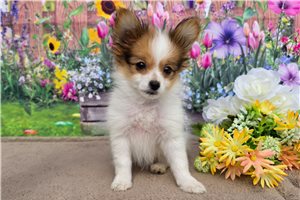 Adam - Papillon for sale