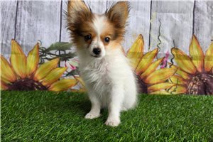 Adam - Papillon for sale