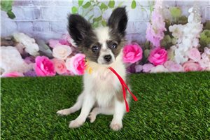 Brooke - Papillon for sale
