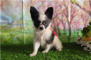 Brooke - Papillon for sale