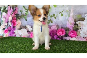 Bernard - Papillon for sale
