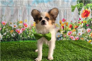 Bradley - Papillon for sale