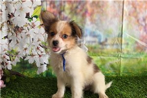 Bernard - Papillon for sale