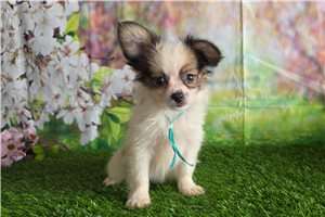 Bradley - puppy for sale