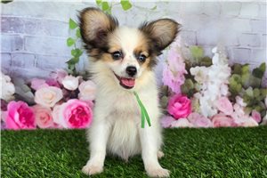Bradley - Papillon for sale