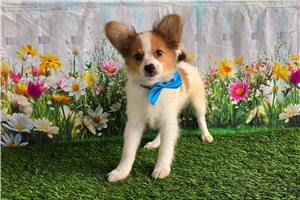 Bernard - Papillon for sale