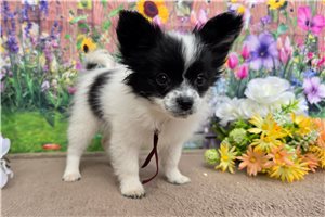 Anya - Papillon for sale