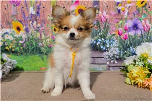 Abigail - Papillon for sale