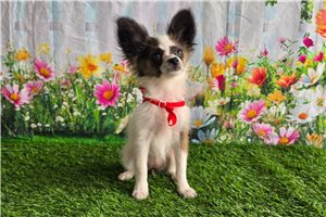 Brooke - Papillon for sale