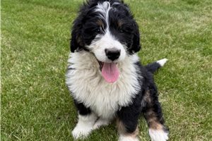 Freeman - Bernedoodle for sale