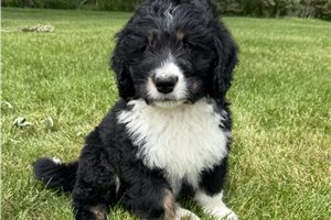 Frederick - Bernedoodle for sale
