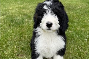 Freddy - Bernedoodle for sale