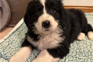 Francesca - puppy for sale