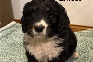Frederick - puppy for sale