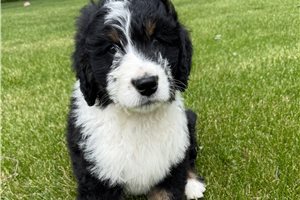 Freeman - Bernedoodle for sale