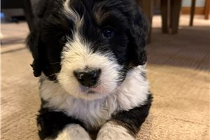 Freeman - puppy for sale