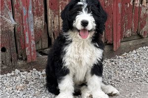 Freddy - Bernedoodle for sale