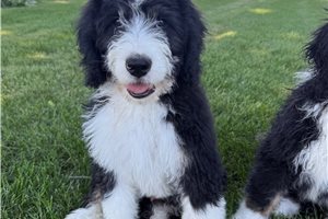 Freddy - Bernedoodle for sale