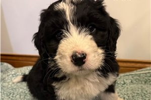 Freddy - puppy for sale