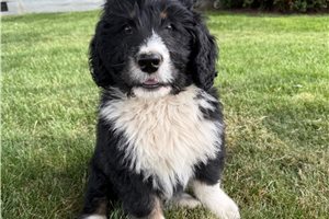 Frederick - Bernedoodle for sale