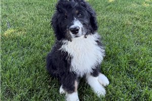 Frederick - Bernedoodle for sale
